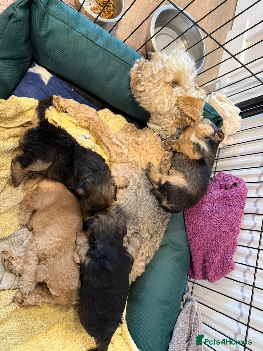 Lakeland Terrier dogs for sale: Lakeland Terrier Puppies - Advert 6