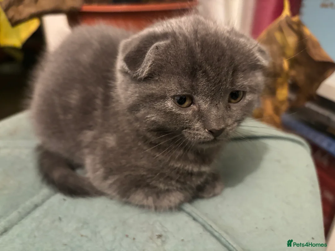 Scottish Fold cats for sale: Mother cat and Scottish fold kittens - Advert 4