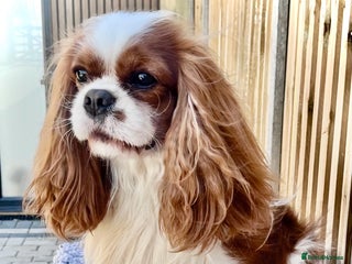 Cavalier King Charles Spaniel dogs in Waterlooville - Advert 8