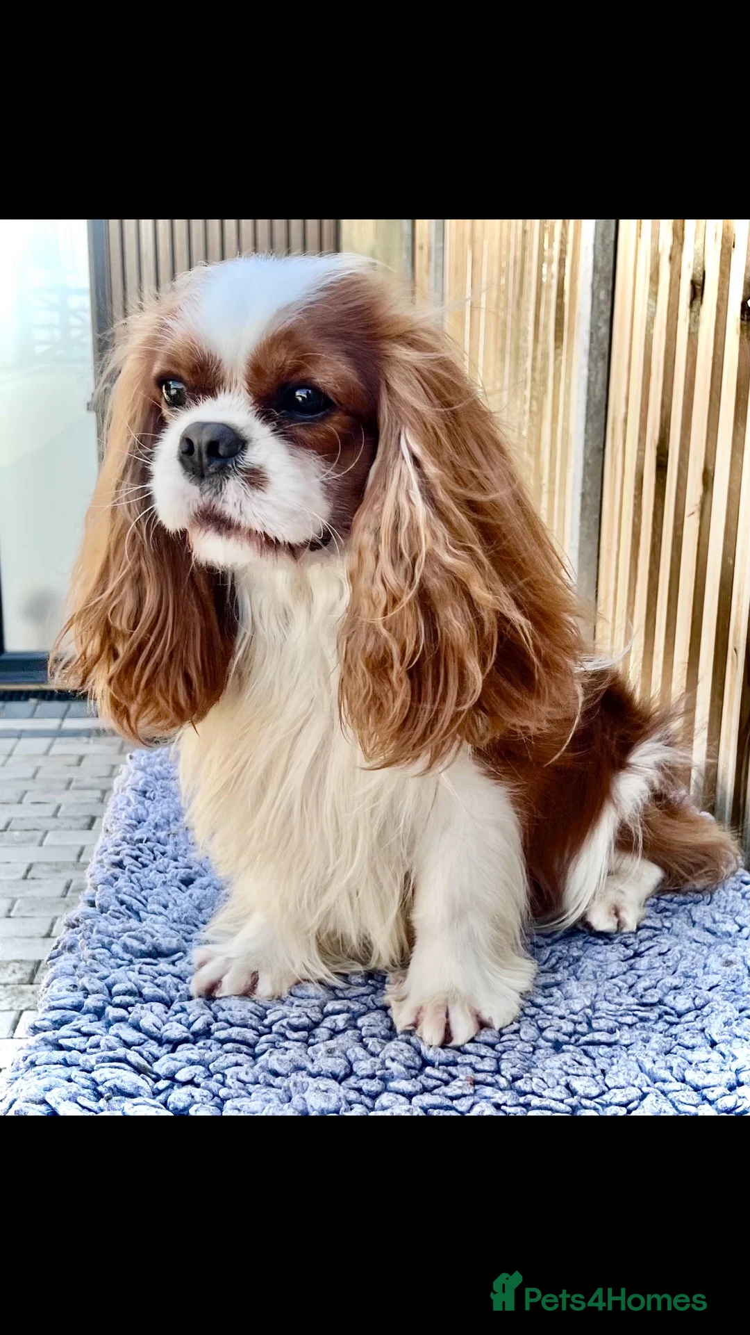 Cavalier King Charles Spaniel dogs for stud: CKCS For Stud in Waterlooville - Advert 1