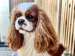 Cavalier King Charles Spaniel dogs CKCS For Stud in Waterlooville - Advert 4