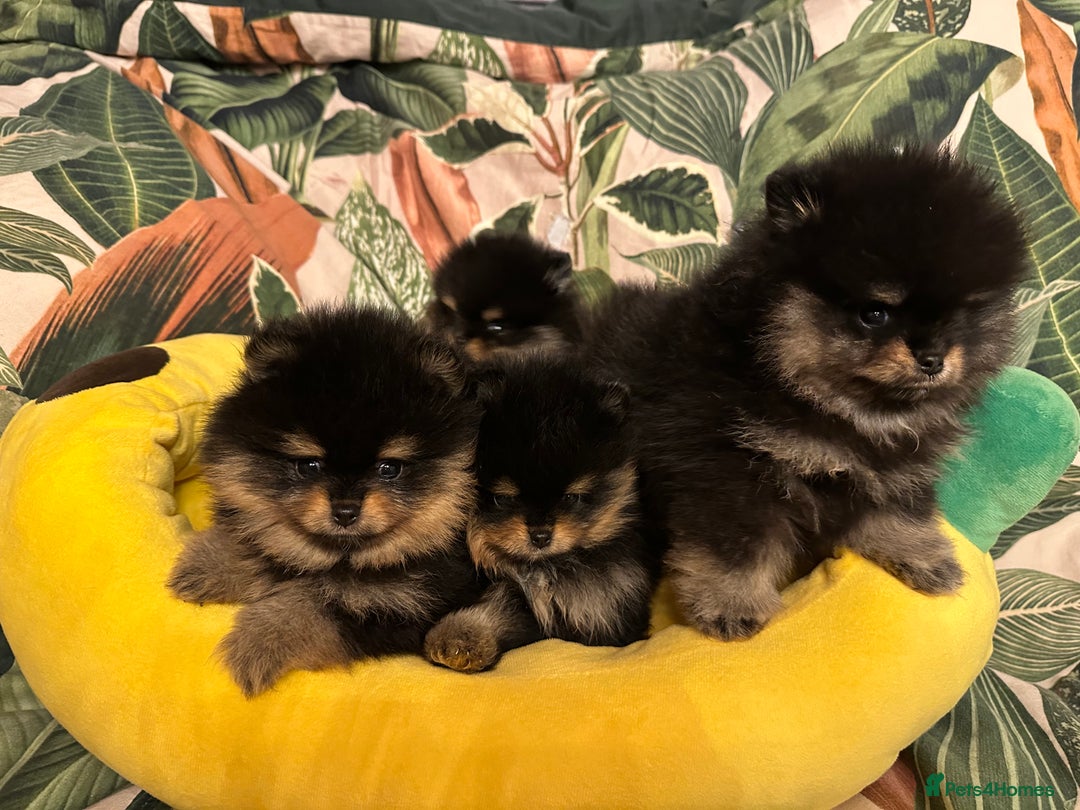Pomeranian dogs for sale: 🏆The best you can get Russian Taiwan bloodlines - Image 3