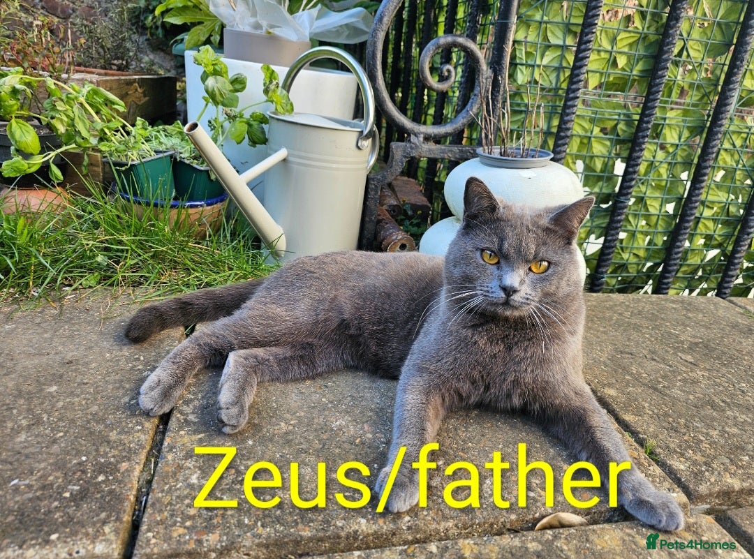 Chartreux cats for sale: 🌟Exclusive GCCF Chartreux Kitten – Elegant Amber - Image 11