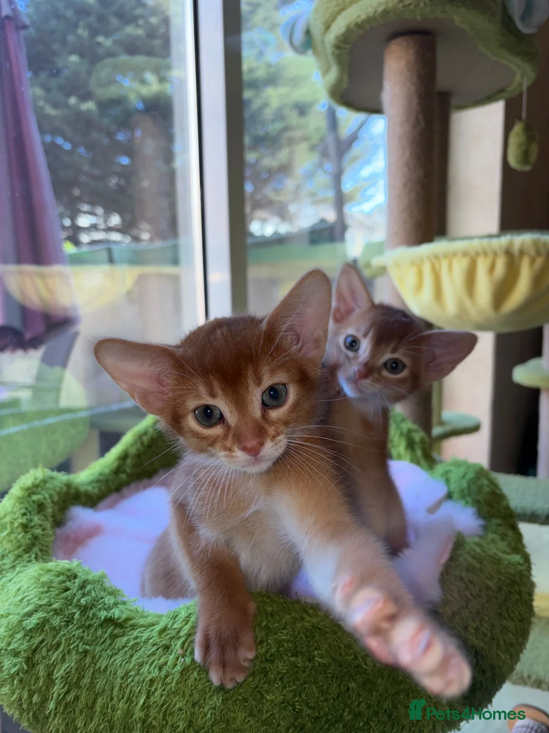 Abyssinian cats for sale: Abyssinian 7 weeks two boys - Advert 1