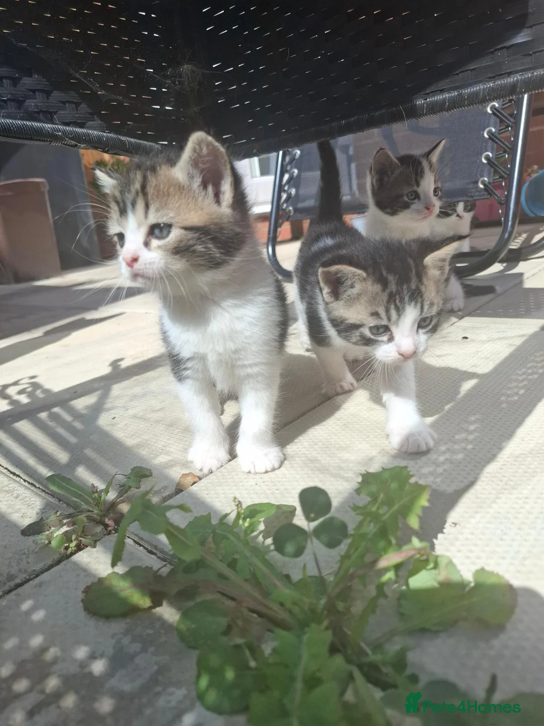Mixed Breed cats for sale: Cute black white ginger stripe mix kittens - Advert 2