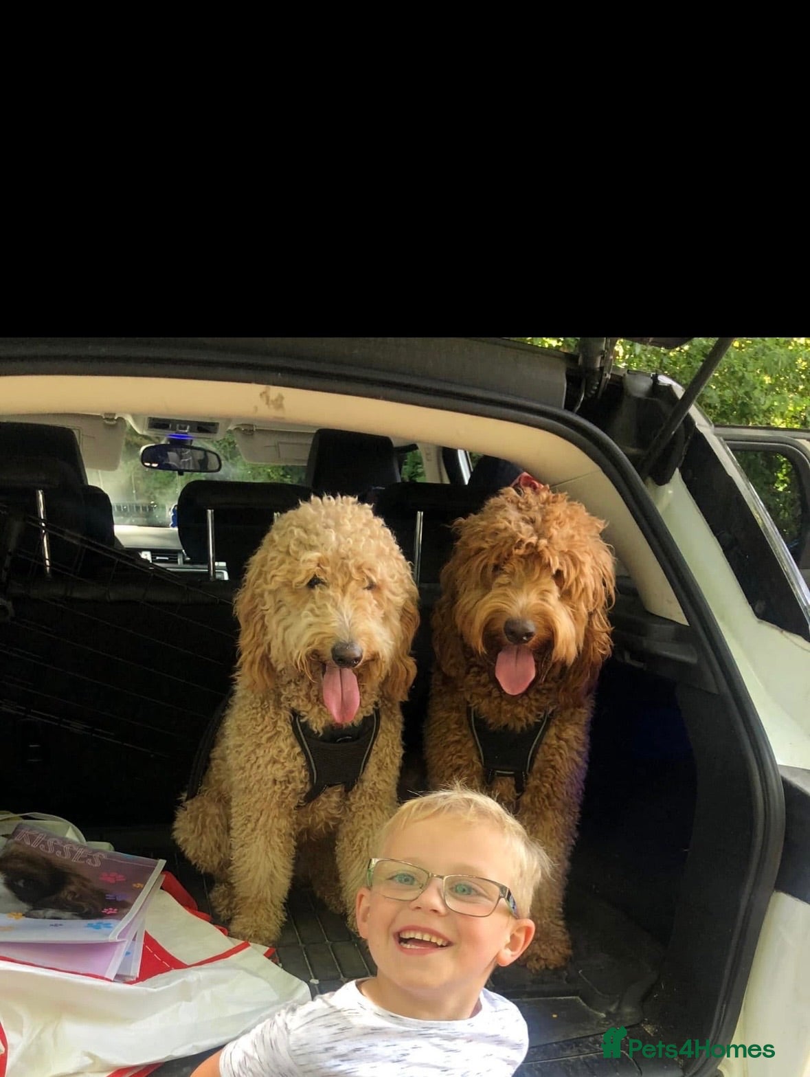 Goldendoodle dogs Golden doodles F2b medium - large  - Advert 3