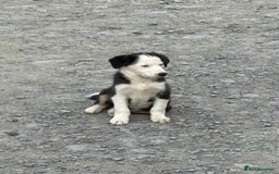 Border Collie dogs for sale: Border Collie Male - Image 12
