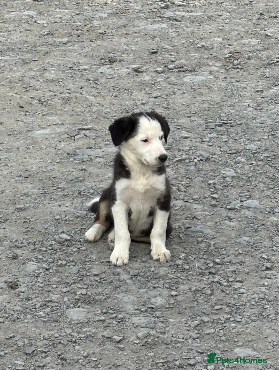 Border Collie dogs for sale: Border Collie Male - Image 12