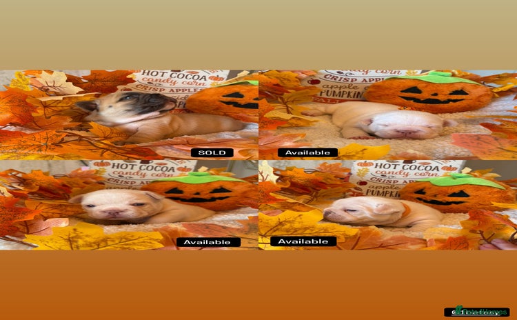 French Bulldog dogs - Advert 11