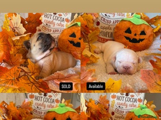 French Bulldog dogs - Advert 2