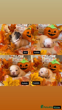 French Bulldog dogs - Advert 2