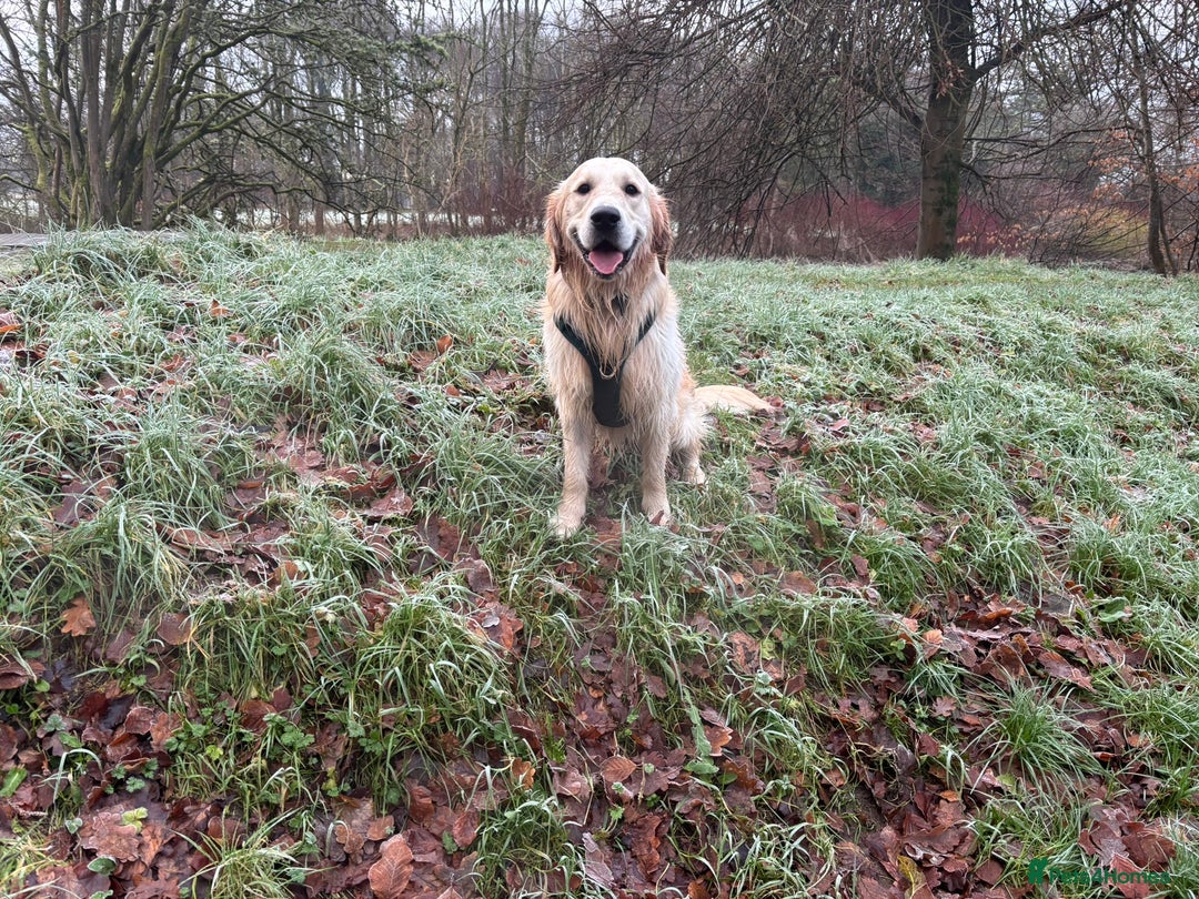 Golden Retriever dogs for stud: 🐾 Proven Golden Retriever Stud Available 🐾 - Advert 2