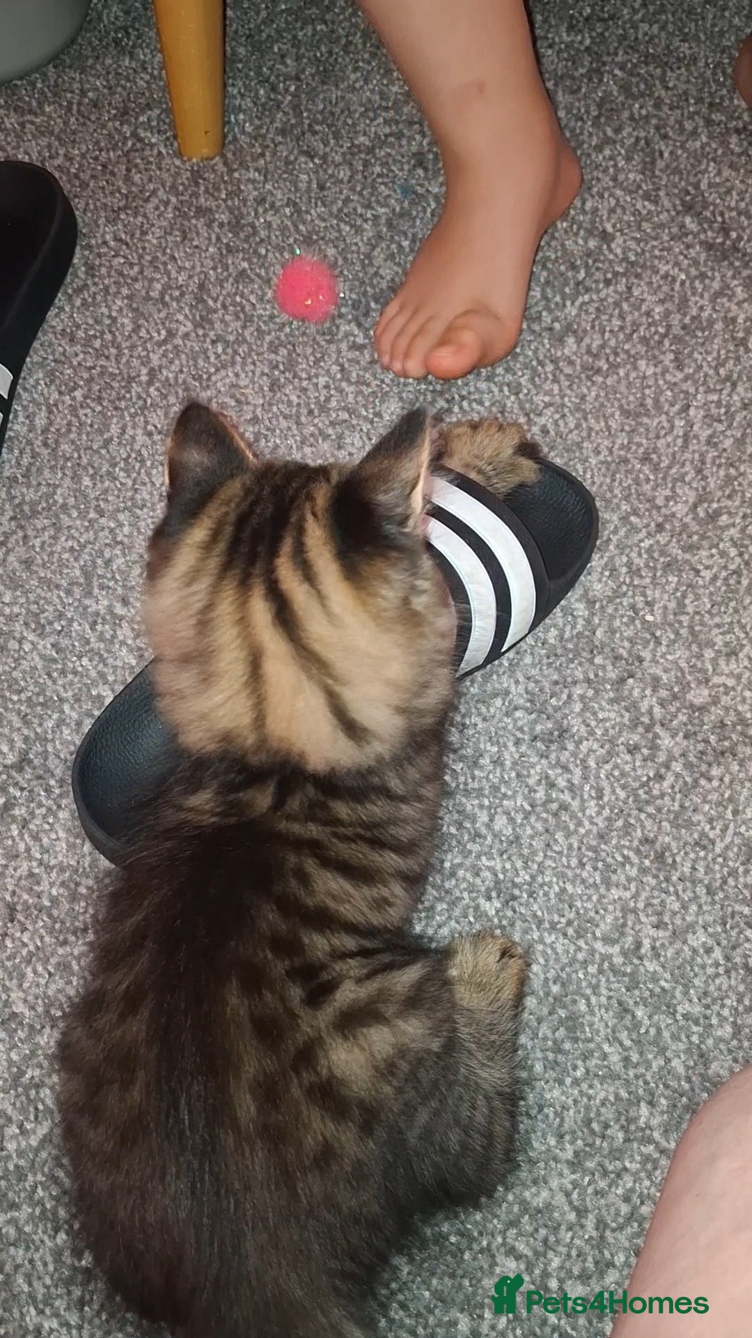 Maine Coon cats for sale: Maine coon cross kitten - Image 7