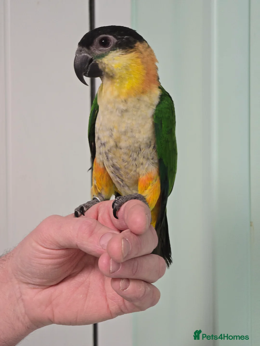 Parrots birds for sale: Beautiful Cheeky Handreared Caiques!!! - Advert 1
