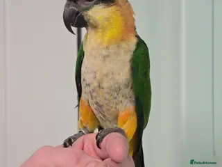 Parrots birds Beautiful Cheeky Handreared Caiques!!! - Advert 1