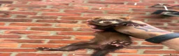 Ferret rodents for sale: Mixture of Jill and hobs in Sunderland - Advert 5