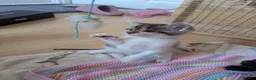 Mixed Breed cats for sale: Beautiful Family raised kittens 💕 in Waterlooville - Advert 4