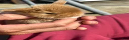 Mini Lop rabbits for sale: Mini lop rabbits - Advert 5