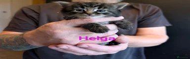Helga 🩷