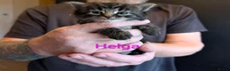 British Shorthair cats for sale: READY NOW 🩵🩷 - Advert 38
