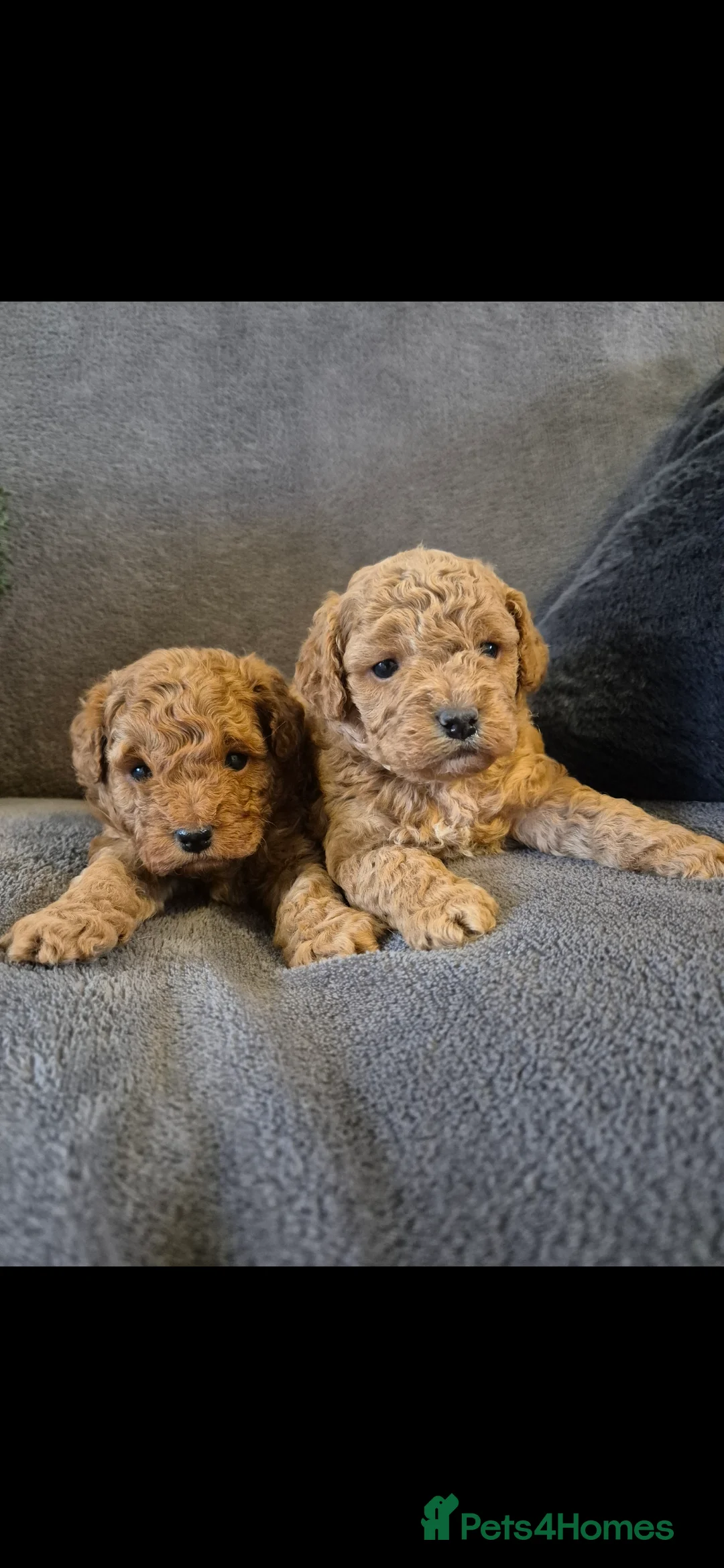 Cavapoo dogs for sale: Beautiful F1B Cavapoo Puppies - Advert 7