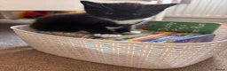 Mixed Breed cats for sale: Beautiful unique looking kittens  - Advert 8