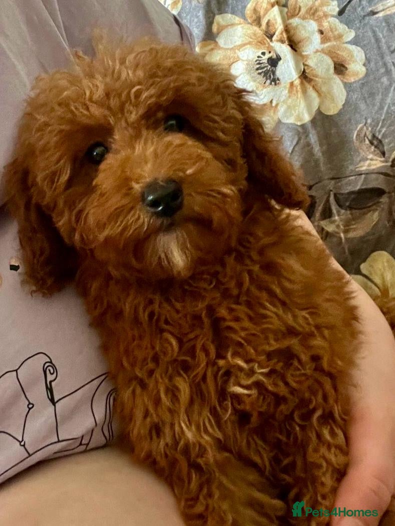 Cavapoo dogs TEDDY BEAR CAVAPOO PUPPIES READY TO LEAVE!  - Advert 1