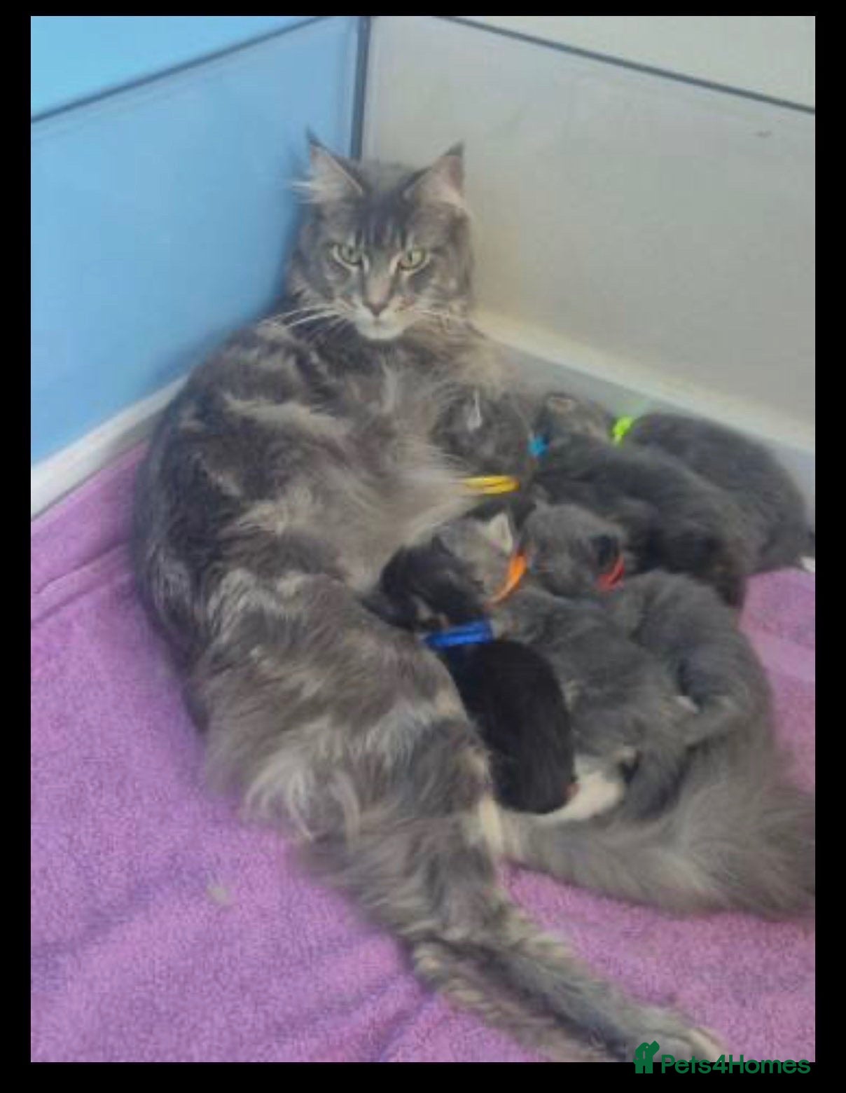 Maine Coon cats Gorgeous Maine Coon Kittens  - Advert 3