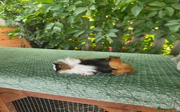 Guinea Pig rodents for sale: Guinea pigs - Image 7