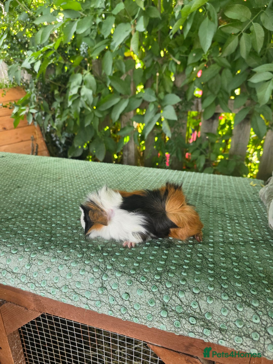 Guinea Pig rodents for sale: Guinea pigs - Image 7