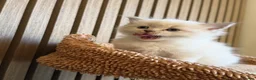 Ragdoll cats for sale: 4 Beautiful Family-Raised Ragdoll Kittens 🐾 - Advert 5