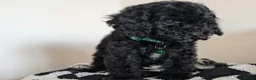 Cavapoochon dogs for sale: Extensively Tested Cavapoochons Fully Vaccinated  - Advert 10