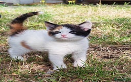 Mixed Breed cats for sale: Two adorable girls - Image 9