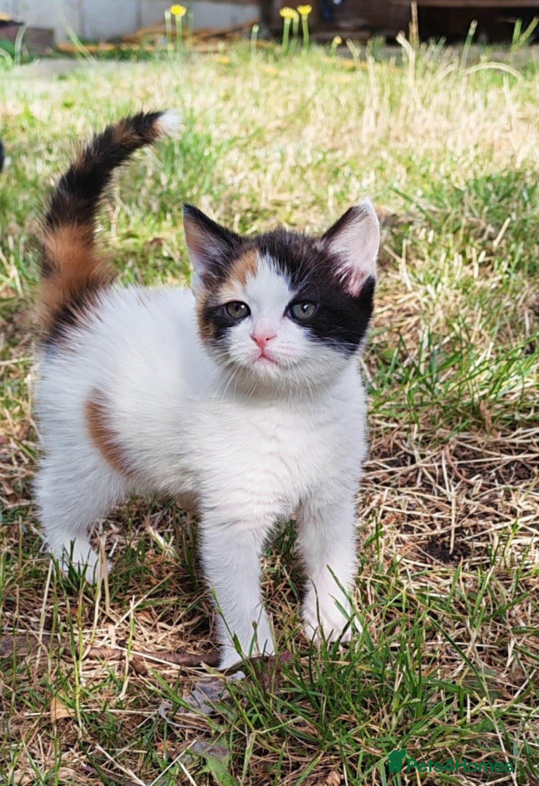 Mixed Breed cats for sale: Two adorable girls - Image 9