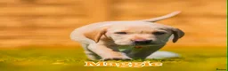 Goldador dogs for sale: 11 Goldador puppies *Ready to leave now* - Advert 35