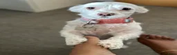 Maltese dogs for sale: Snowy in Leicester - Advert 2