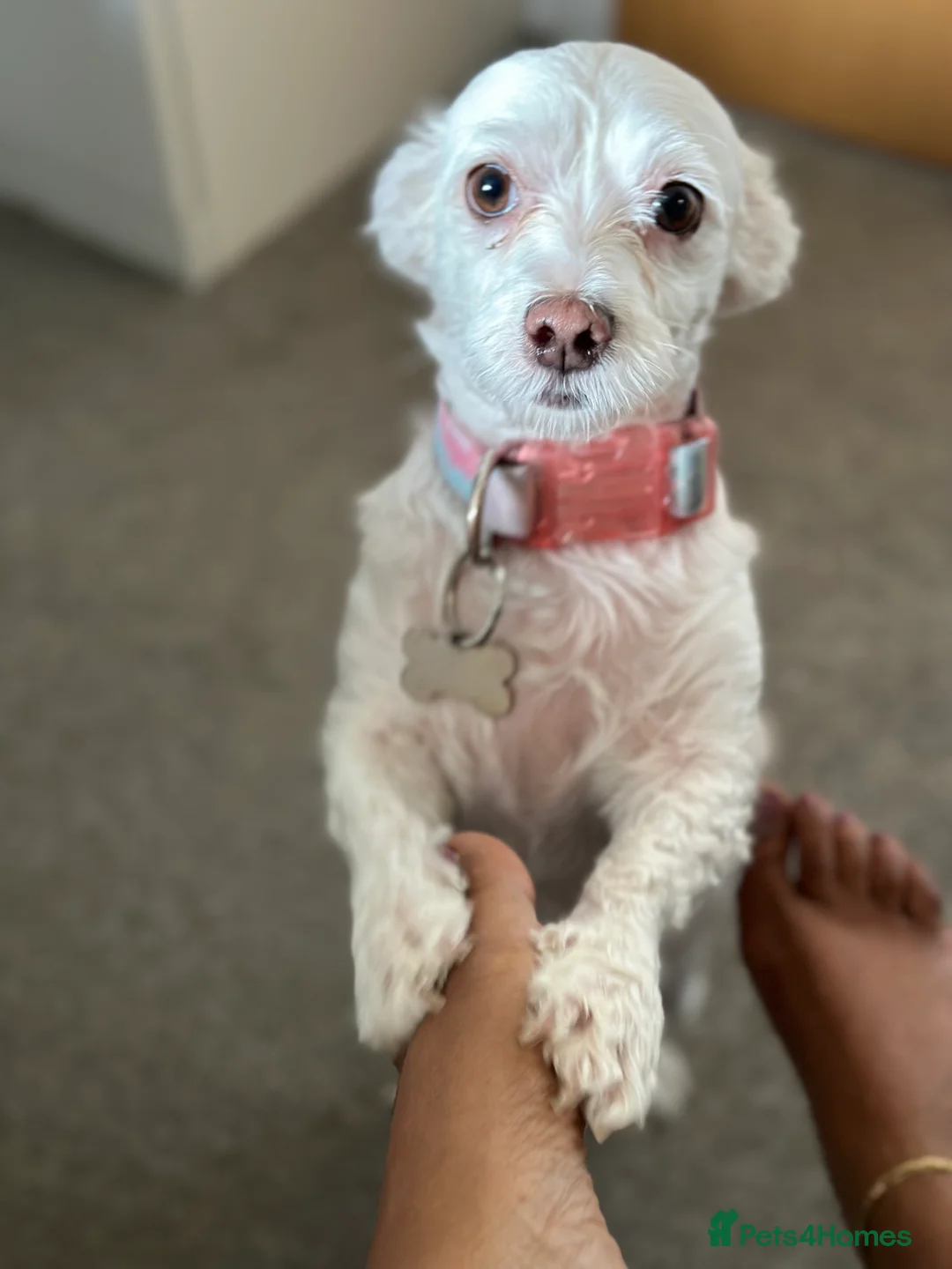 Maltese dogs for sale: Snowy in Leicester - Advert 2