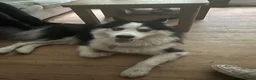 Siberian Husky dogs for sale: Siberian husky named Milo in Hatfield - Advert 2