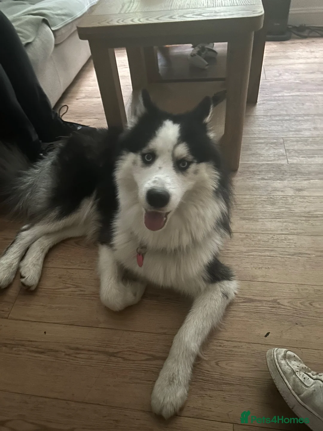 Siberian Husky dogs for sale: Siberian husky named Milo in Hatfield - Advert 2