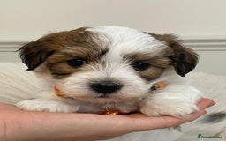 Coton De Tulear dogs for sale: Adorable Havaton puppies  - Image 2