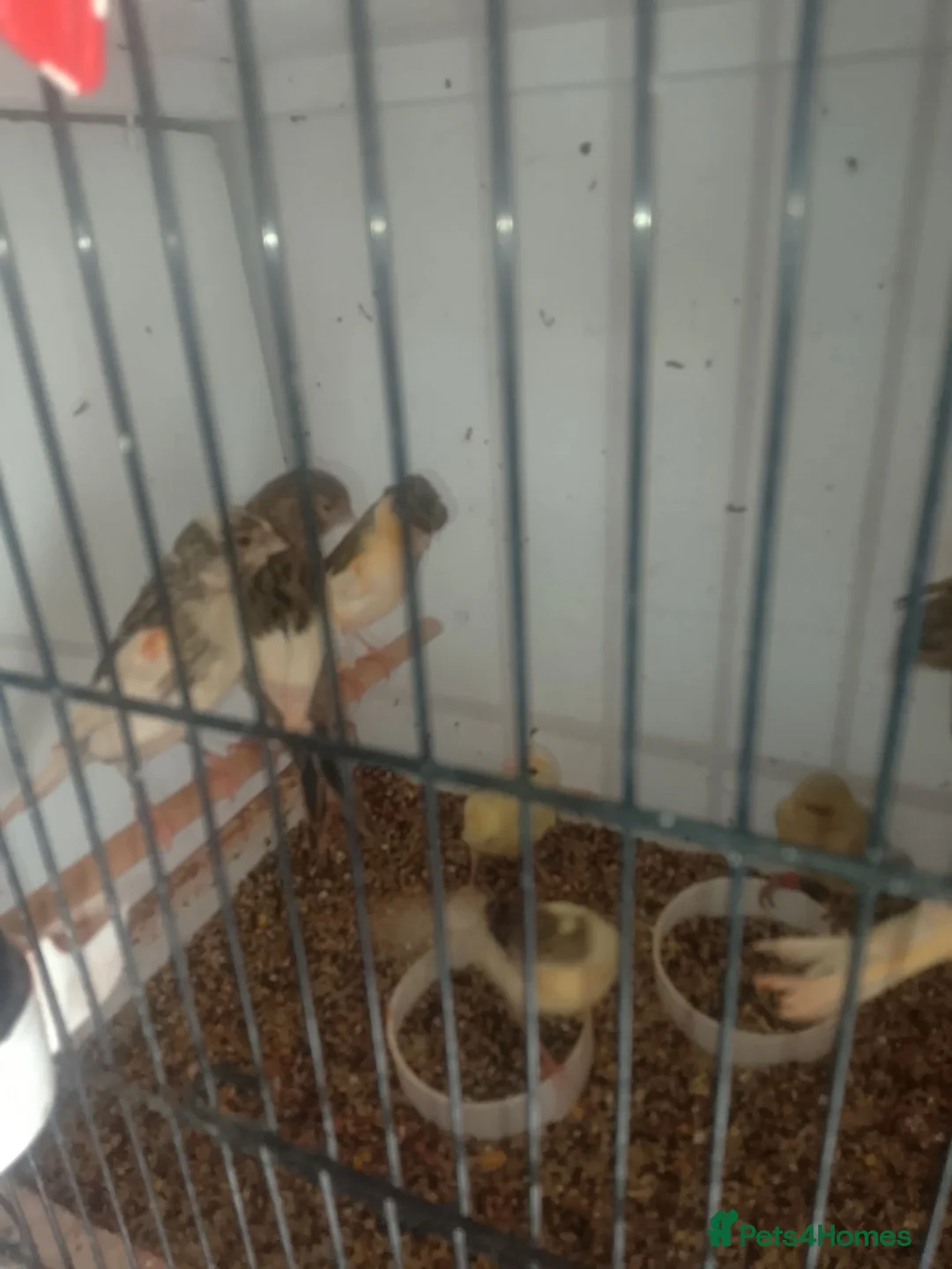 Canaries birds for sale: 10 stunning Harlequin Canaries  - Advert 1