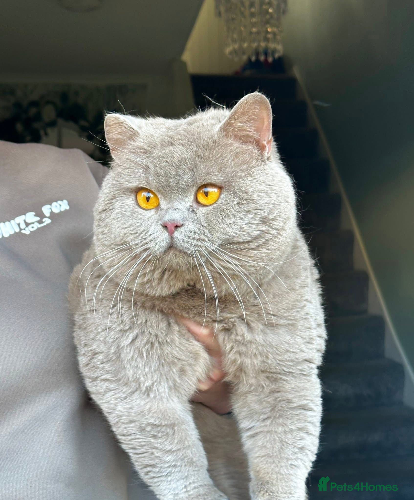 British Shorthair cats HEALTH TESTED. PROVEN. PEDIGREE  - Advert 2