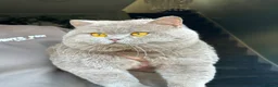 British Shorthair cats for stud: HEALTH TESTED. PROVEN. PEDIGREE  - Advert 2