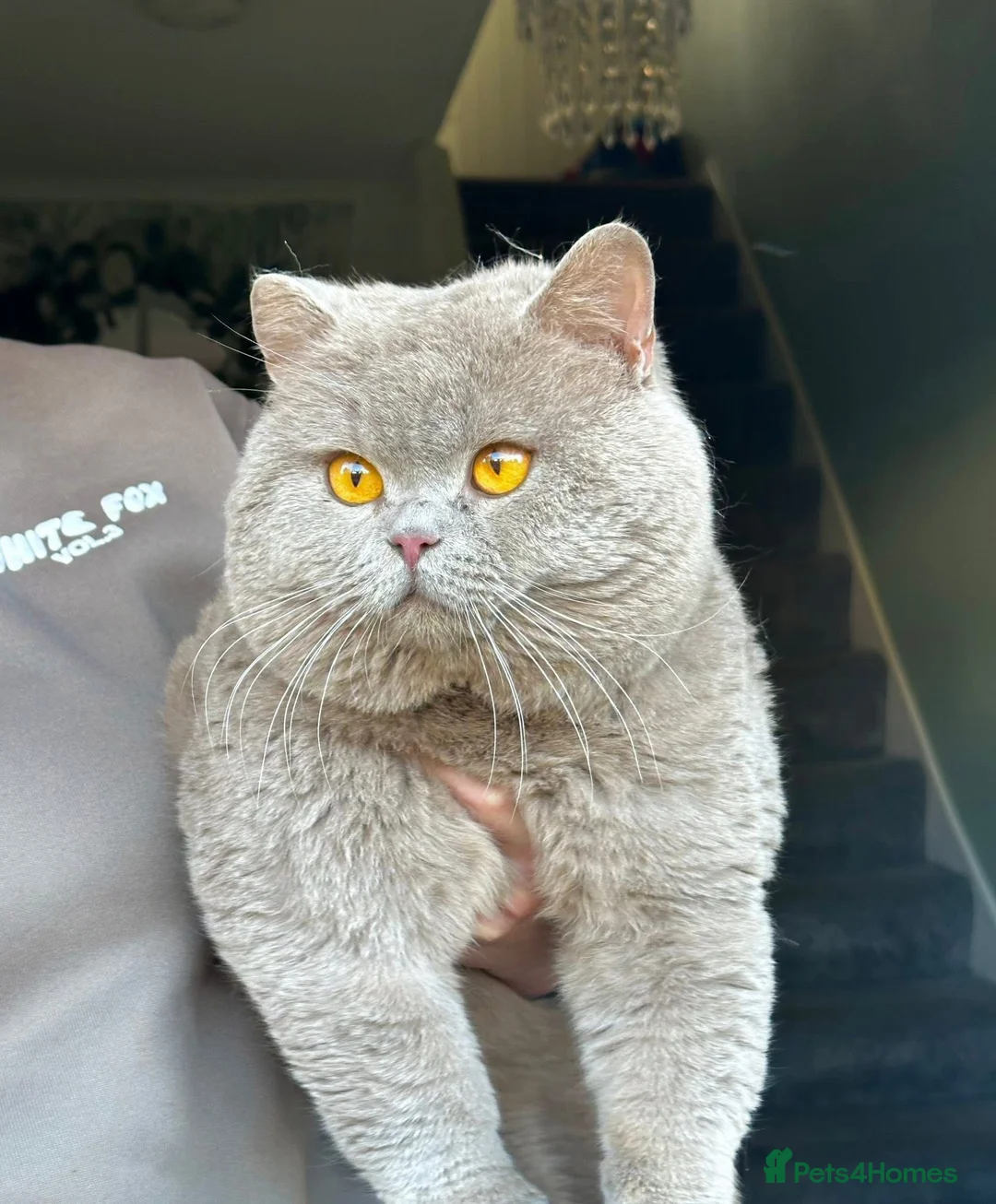 British Shorthair cats for stud: HEALTH TESTED. PROVEN. PEDIGREE  - Advert 2