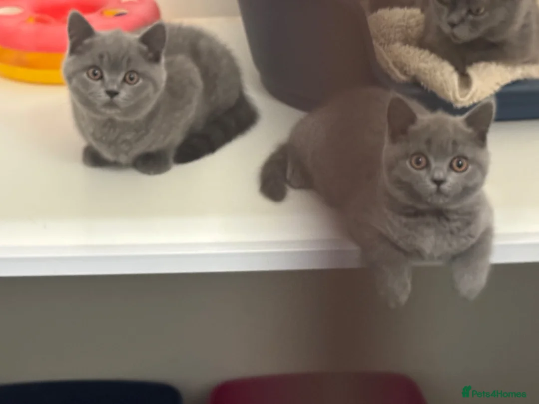 British Shorthair cats for sale: Pedigree British shorthair  - Advert 2
