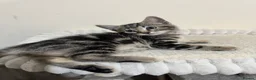 Domestic Shorthair cats for sale: Lovely tabby kittens - Advert 31