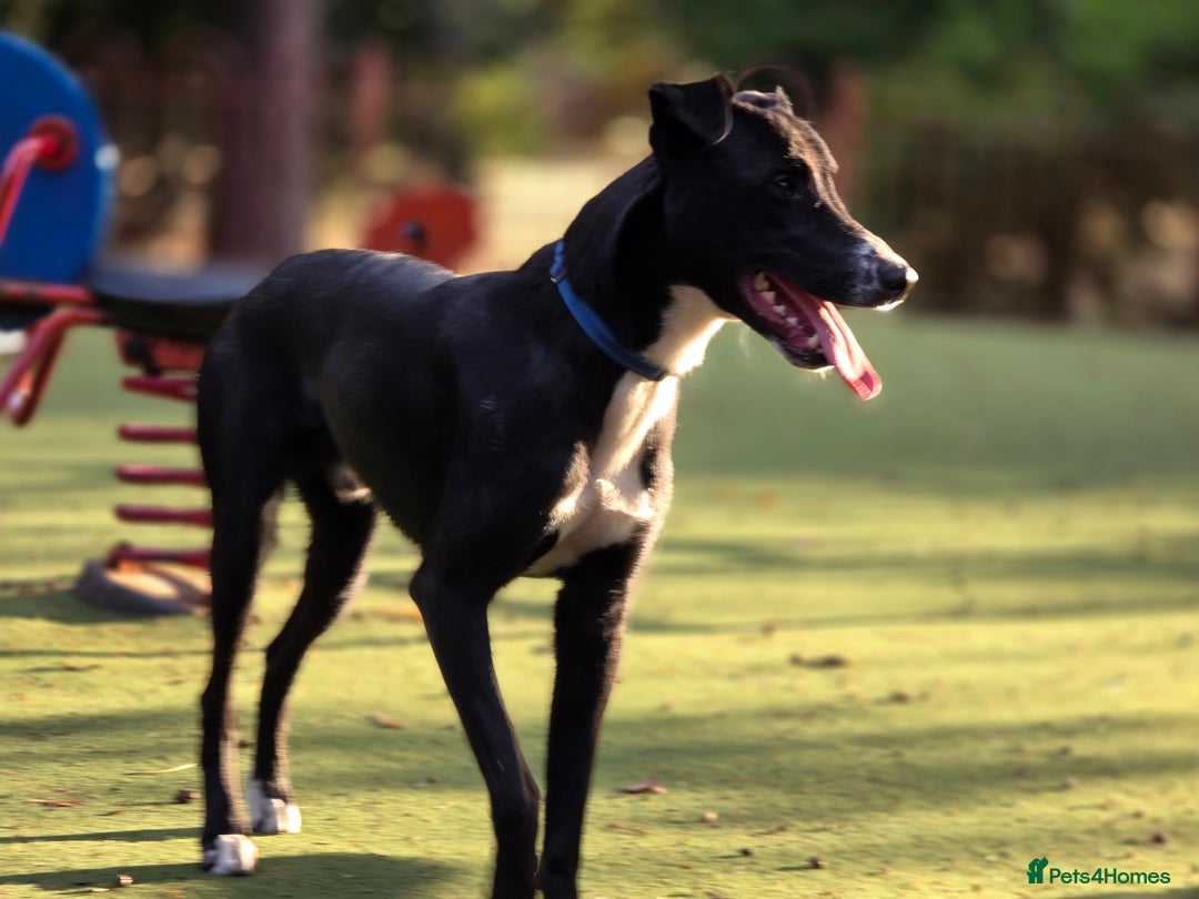 Mixed Breed dogs for sale: Marks rehoming add - Advert 7