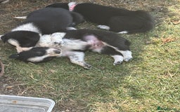 Border Collie dogs for sale: Border collie pups - Image 19
