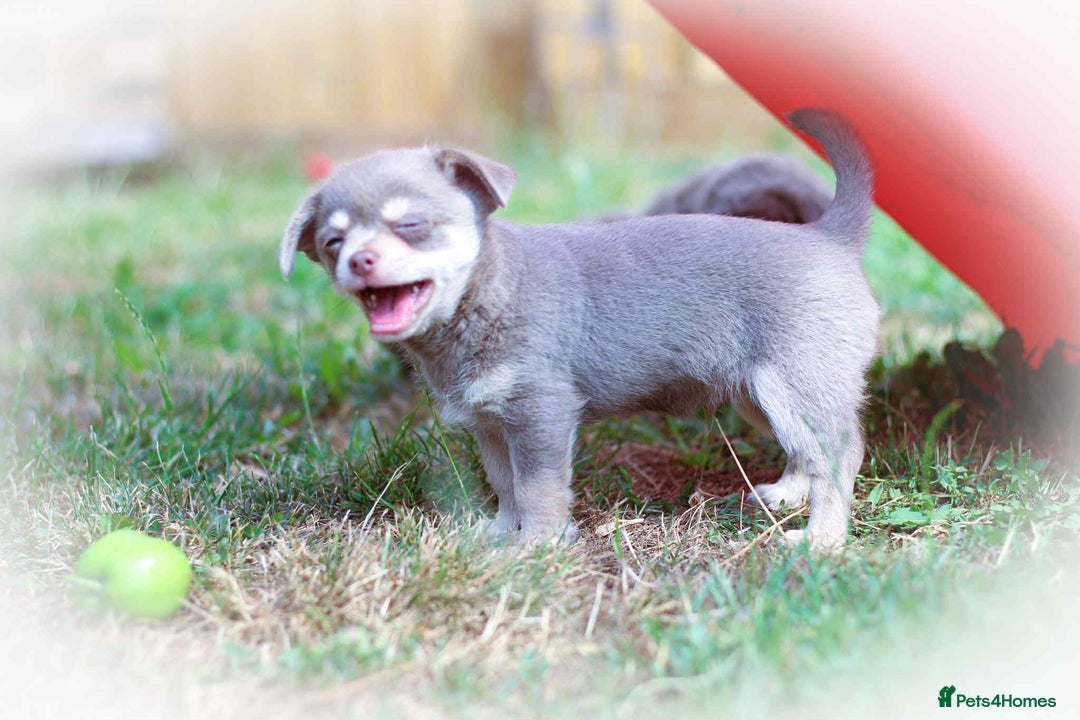 Chihuahua dogs for sale: Lilac chihuahua KC Registered Boys - Image 18