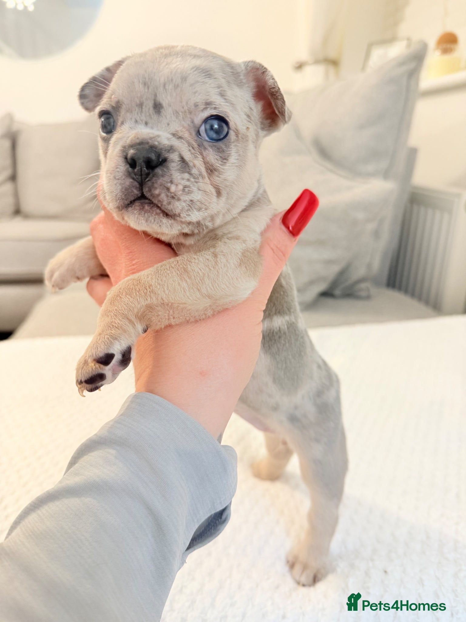 French Bulldog dogs 7 stunning French bulldogs  - Advert 1